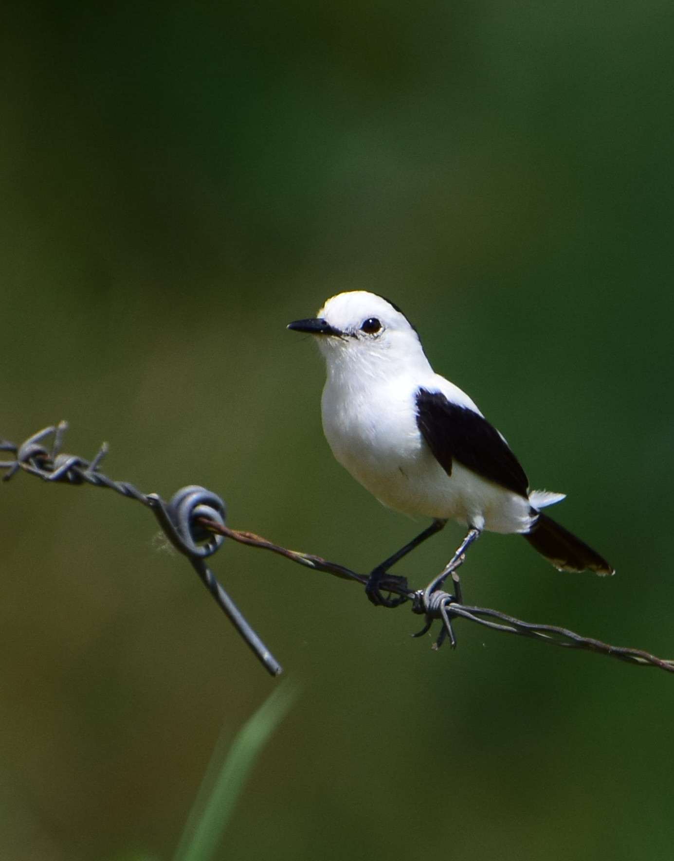 image Pied Water-Tyrant